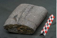 Foto (Seitenansicht) von Calamites sp.  (NHMW-GEO-2024-0188-11162)